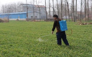 冬小麦常用哪些除草剂，分为防治阔叶草、禾本科草等类型