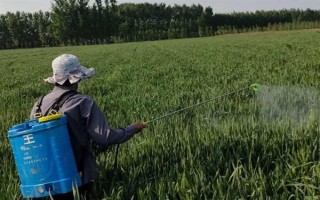 冬小麦常用哪些除草剂，分为防治阔叶草、禾本科草等类型