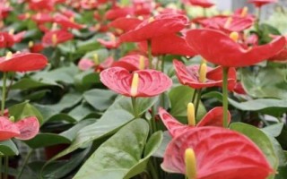 红掌烂根怎么办，先洗根再剪掉烂根