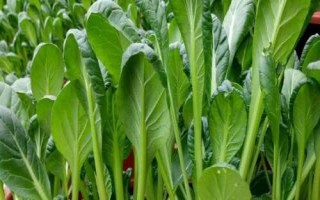 乌塌菜的种植方法,选择疏松肥沃的土壤