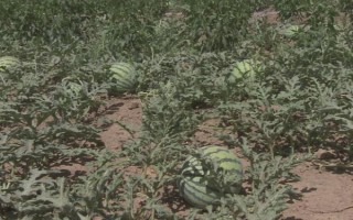 西瓜裂果怎样防止，晴天在傍晚浇水最好