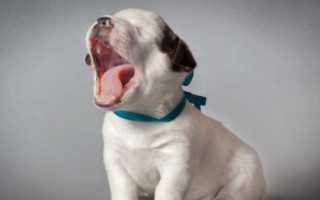 狗狗睁眼前的注意事项，注意不要用手去掰开狗狗的眼睛