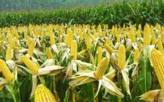 利合1065玉米种简介,注意防治病虫害