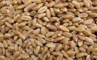 种子生虫怎么办,物理治虫法和化学治虫法各有优势