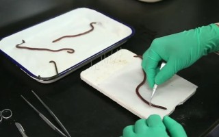 蚯蚓没有销路如何解决，卖给渔具店是不错的选择