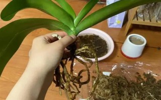 蝴蝶兰谢了如何修剪花梗，沿着花梗下方4厘米处修剪掉即可