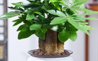 家庭大型盆栽常绿植物推荐,常见的有千年木、心叶藤和鸭脚木等