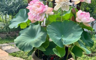 荷花为什么会烂根，可能是水量过多、施肥过量等因素造成