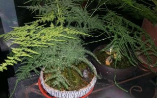 文竹冬季的养护方法，需及时保暖