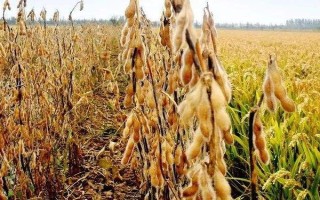 绥农30大豆种子特征特性,该品种为亚有限结荚习性