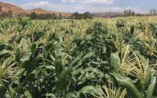 湘农玉27号玉米品种简介，每亩种植4000-4500株