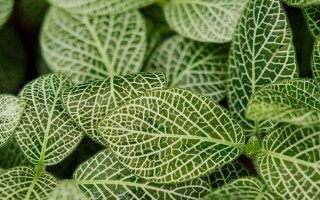 办公桌上适合放哪些绿植，可以选择绿萝、吊兰、豆瓣绿等