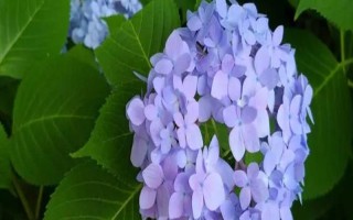 绣球花怎么繁殖，可分株也可压条繁殖