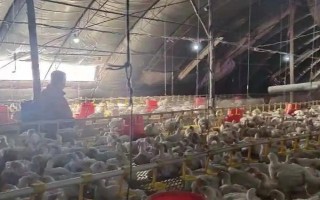 农村鸡圈用什么消毒,一般用84消毒原液消毒