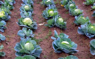 种植包菜的成本与利润，一亩地需投入2000元左右