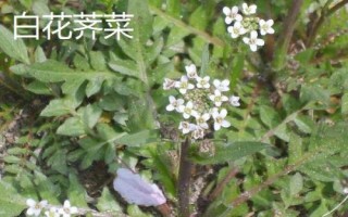芥菜有哪些品种，常吃的有板叶荠菜和散叶荠菜