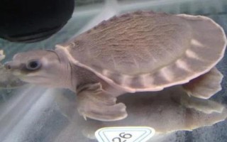 招财龟简介，是水栖龟类