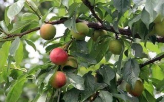 李子树苗种植技术，一般在秋季落叶后至春季发芽前定植