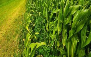先达6018玉米种子特点,后期如发现肥力不足