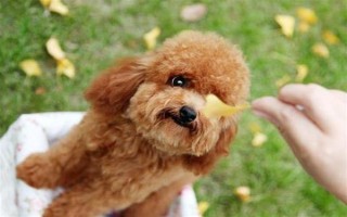 玩具贵宾犬的价格，一般不低于2000元