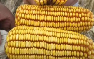 金骏178玉米种子介绍,中抗茎腐病