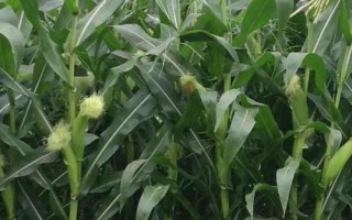 庆鸿018玉米种子简介，适宜播种期6月上旬至中旬