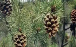 松子如何种植，播种前放进河沙中进行藏储催芽