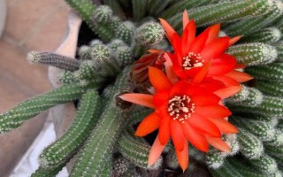 仙人指花卉花期的养殖方法,花期每隔15天追施一次肥料