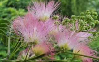 合欢花的产地，原产地为我国长江、黄河及珠江流域