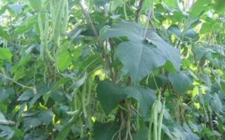 四季豆的种植时间,可春播和秋播