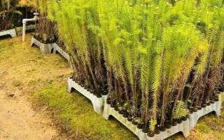 农村种植200亩杉木的成本，投资成本大概是18万元左右