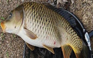 夏季钓鲤鱼的技巧，选凉爽时分以钓钝为主