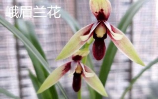 四川省峨眉山市的特产,藤椒最为出名