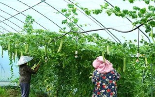 种植苦瓜的时间和方法，北方地区3-4月份可在棚内育苗、长江流域在3月份播种