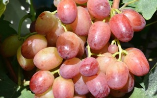 早熟的葡萄品种，常见的有夏日阳光、夏黑等