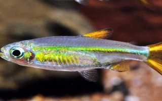 毕卡索灯鱼好不好养，难度较低适合新手