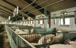 养猪有哪些注意事项，猪舍的温度应保持在10℃以上