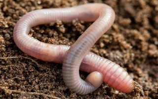 钓白条鱼用什么饵料，可选择自然饵或商品饵