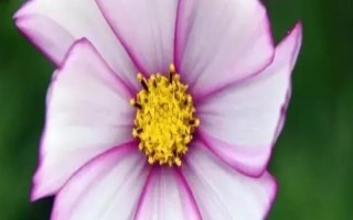 什么是千里花，属于菊科草本植物、是一种小野花