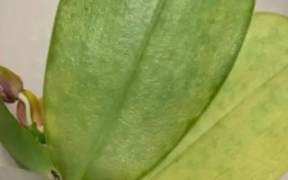 蝴蝶兰叶子变薄的原因，可能是水分太多或光照不足所致