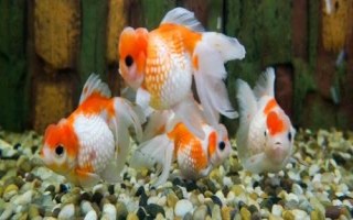 小金鱼眼睛掉了怎么办，需保持水质的清洁并用敌百虫药浴