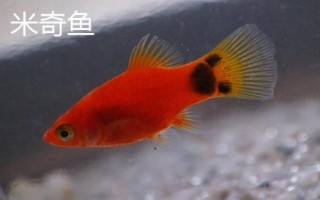 皮实好养的观赏鱼品种，米奇鱼和玛丽鱼等种类均适合饲养