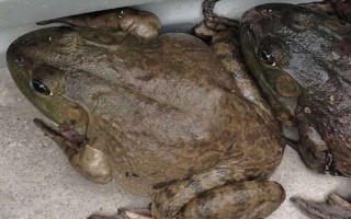 田鸡又叫什么，学名虎纹蛙