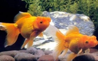 金鱼身体弯曲的原因，可能是收到惊吓或环境骤变等导致