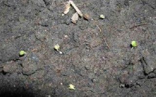 紫罗兰花的养殖方法，平时放在有散光照射的地方