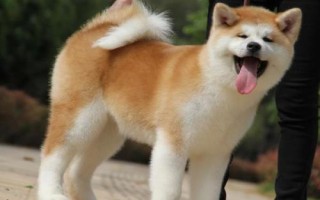 秋田犬的性格,具有稳重机警、胆大独立、高傲等特点