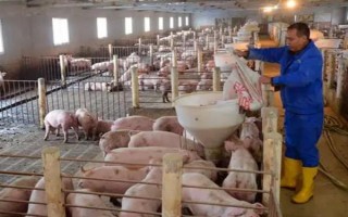 养殖户对于饲料成本与饲养成本的误区，饲料成本越低越好是一种错误的想法