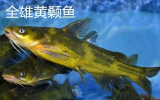 黄颡鱼的产地，主要分布在我国广东和广西等省份