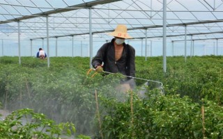 蔬菜低碳防虫方法，可以肥治虫、以死虫治活虫等