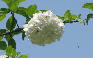 琼花的花语,寓意魅力无限、完美的爱情等